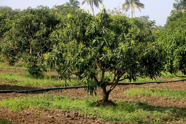 Junger Mangobaum Und Neue Mangobaumplantage — Stockfoto