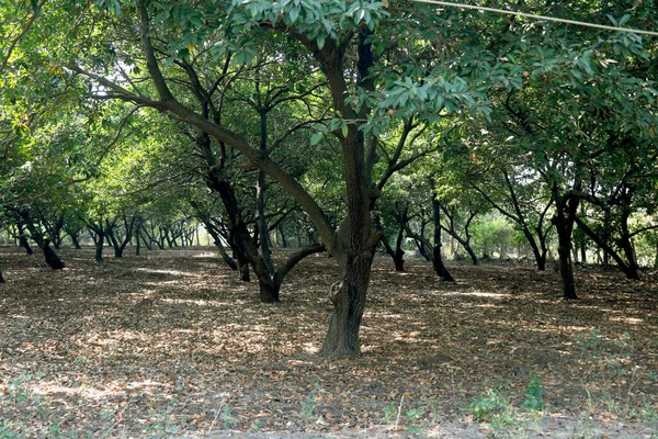 Sapodilla Chiku Chikoo Hodowla Drzew Indiach — Zdjęcie stockowe