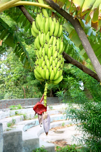 Muz ağacında muz yetişiyor.