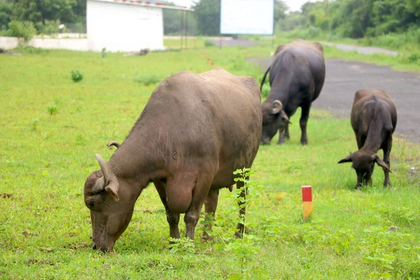 Indisk Svart Buffel Vilar Lera Blir Smutsig — Stockfoto