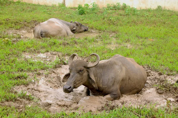 Indiase Zwarte Buffel Rustend Modder Vies Geworden — Stockfoto