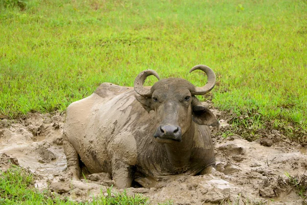 Indiase Zwarte Buffel Rustend Modder Vies Geworden — Stockfoto