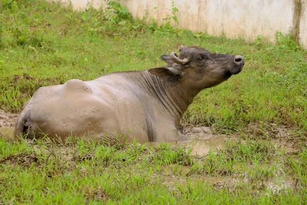 India Búfalo Negro Descansando Barro Ensucian —  Fotos de Stock