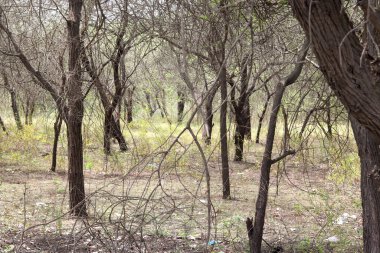 Ağaçların manzarası sonbahar sezonu boyunca ormanda kuruyor.