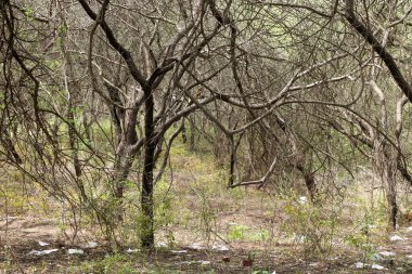 Ağaçların manzarası sonbahar sezonu boyunca ormanda kuruyor.