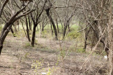 Ağaçların manzarası sonbahar sezonu boyunca ormanda kuruyor.