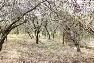 Ağaçların manzarası sonbahar sezonu boyunca ormanda kuruyor.