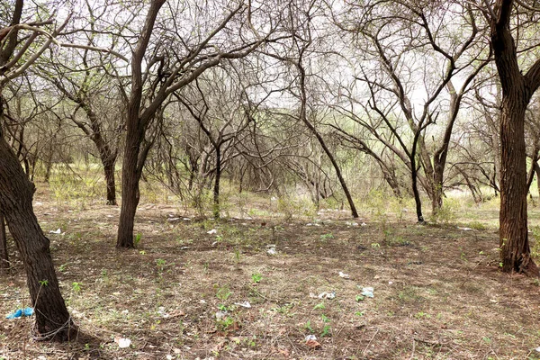 Vista Paisagem Árvores Ficar Seco Floresta Durante Temporada Outono — Fotografia de Stock