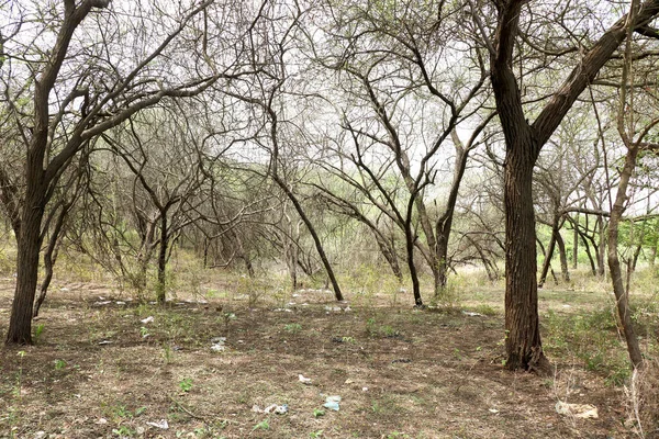 Vista Del Paisaje Los Árboles Secan Bosque Durante Temporada Otoño —  Fotos de Stock