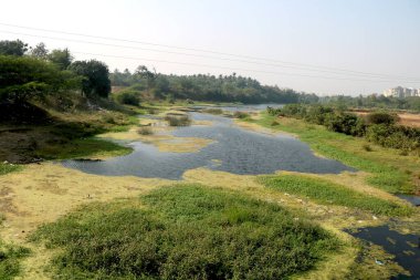 Nehir suyunda yüzen yeşil algler.