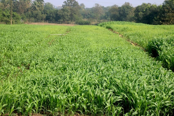 Vista Del Paisaje Granja Caña Azúcar Fresca India —  Fotos de Stock