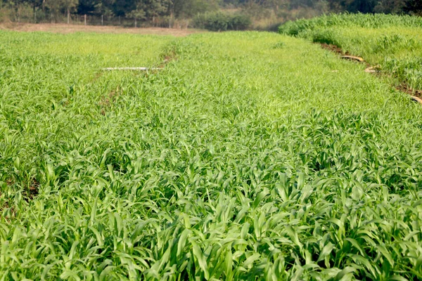 インドの新鮮なサトウキビ畑の風景 — ストック写真