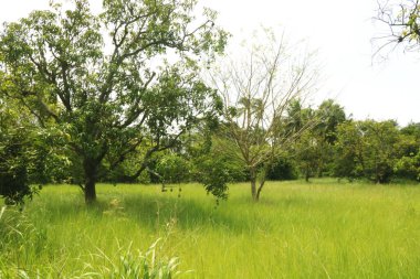 Ağaçta meyveli taze yeşil papaya