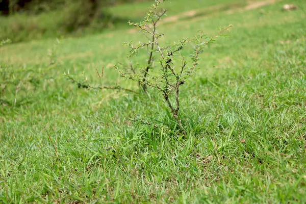 Ağaçta Meyveli Taze Yeşil Papaya — Stok fotoğraf
