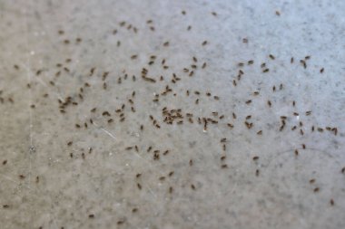 Yerde küçük siyah karınca grubu