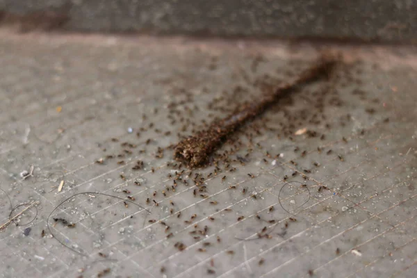 Yiyecek Taşıyan Küçük Siyah Karınca Ailesi — Stok fotoğraf
