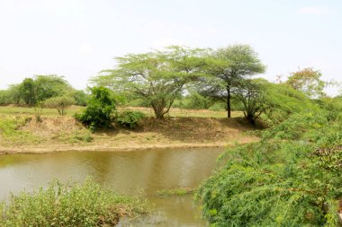 Doğa manzaralı göl ve yeşil ağaçlar