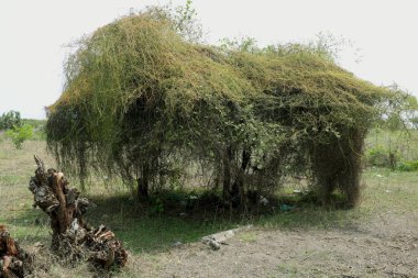 Hindistan 'da ağaç manzarası var.