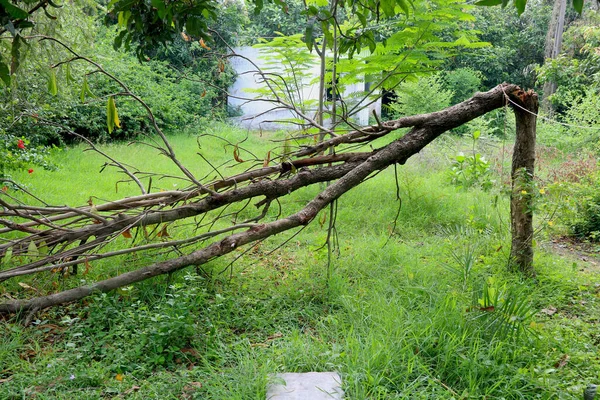 Ramo Quebrado Estalado Com Grama Verde Árvores — Fotografia de Stock