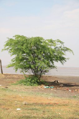 Hindistan sahilindeki ağaç manzarası.