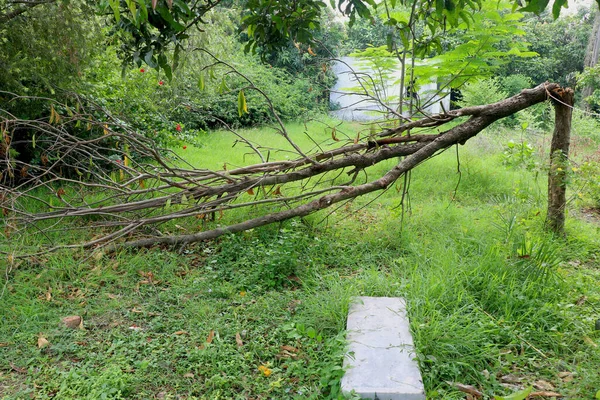 Gebroken Tak Omgeknapt Met Groen Gras Bomen — Stockfoto