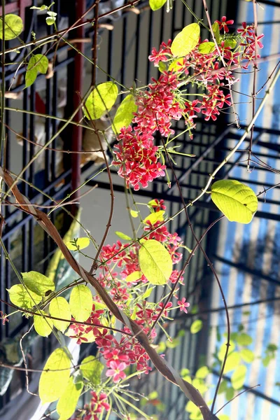 Combretum Indicum Rangoon Creeper — Zdjęcie stockowe