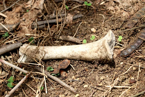 Knochenhaufen Auf Dem Boden Mit Etwas Erde Darauf — Stockfoto