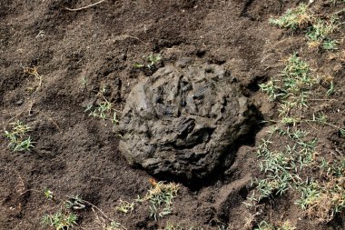 Kumda taze inek gübresi keki.