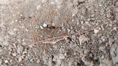 Kırmızı ateş Topraktan çıkan karıncalar