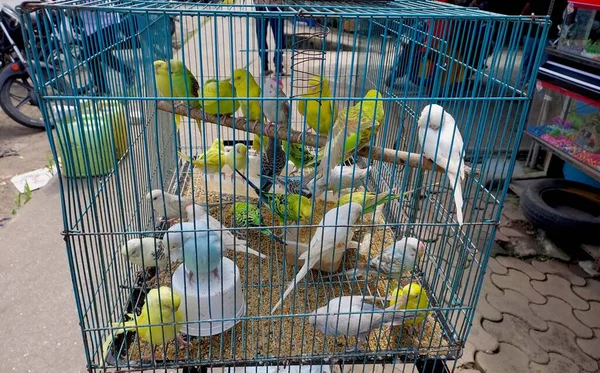 Vögel Käfigen Zum Verkauf Auf Dem Vogelmarkt — Stockfoto