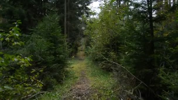 Spacer wąskim lasem — Wideo stockowe