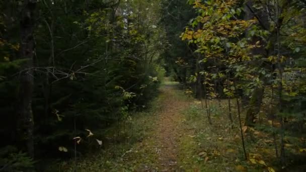Caminhe ao longo de uma floresta estreita — Vídeo de Stock
