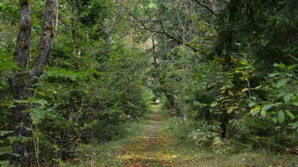 Caminho abandonado na floresta — Vídeo de Stock