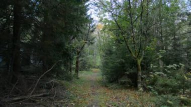 Ormandaki terk edilmiş patika.