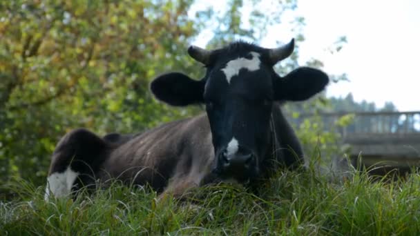 Mucca di campagna appollaiata in estate su un prato verde in una calda giornata di sole — Video Stock