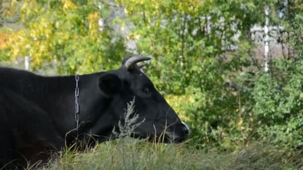 Vaca de campo posada en verano en un prado verde en un cálido día soleado — Vídeo de stock