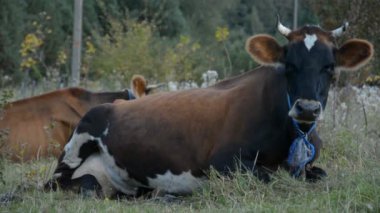 Sıcak ve güneşli bir günde yeşil bir çayırda tüneyen kır ineği.