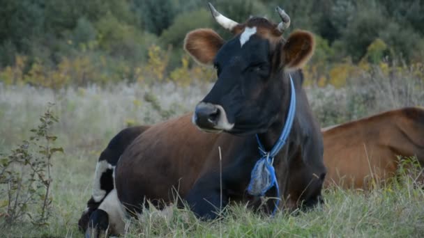 Vaca de campo posada en verano en un prado verde en un cálido día soleado — Vídeo de stock