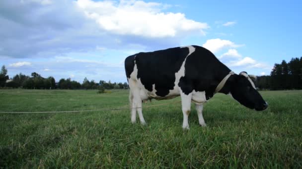 Samotna wieś czarno-biała krowa jedząca trawę na zielonej łące — Wideo stockowe