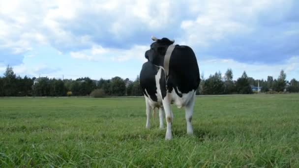 孤独的村庄，黑白相间的奶牛在绿色的草地上吃草 — 图库视频影像