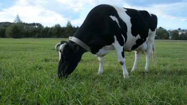 Vaca de campo posada en verano en un prado verde en un cálido día soleado — Vídeo de stock