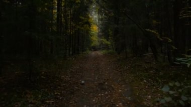 Akşamları orman yolunda yürürken