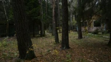 Ormanda yürümek ya da taşınmak