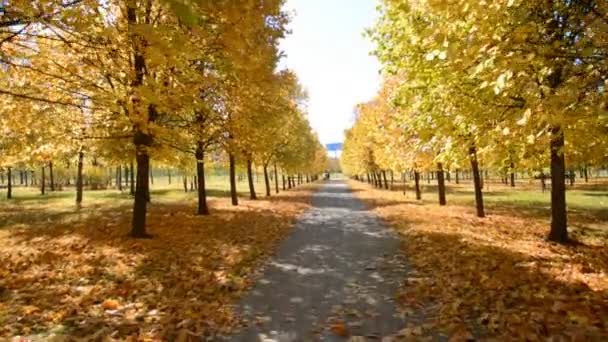Camino de senderismo vacío en el parque de la ciudad caminando en el parque de otoño — Vídeo de stock