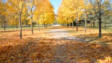 Şehir parkında boş yürüyüş yolu Sonbahar şehir parkında yürüyor