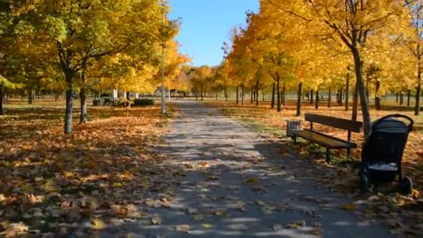 Camino de senderismo vacío en el parque de la ciudad caminando en el parque de otoño — Vídeos de Stock