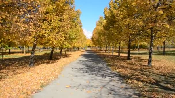 Üres sétaút a városi parkban séta az őszi városi parkban — Stock videók