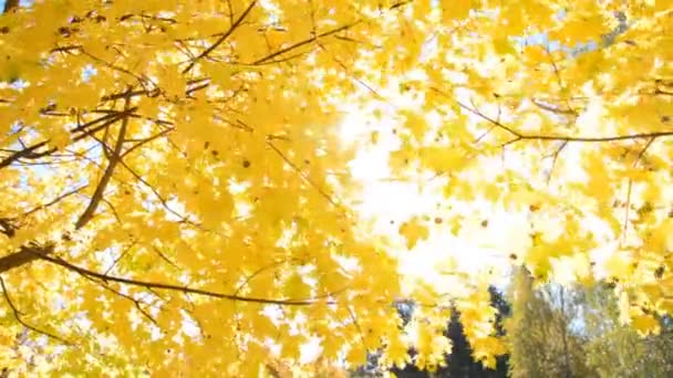 Gele herfstbomen en zonnestralen — Stockvideo