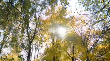 Sarı sonbahar ağaçları ve güneş ışınları