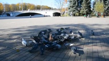 Tahıl gagalayan bir şehir güvercin sürüsü.